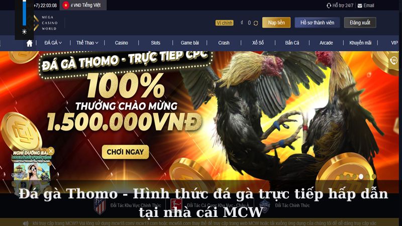 Đá gà Thomo - Hình thức đá gà trực tiếp hấp dẫn tại nhà cái MCW